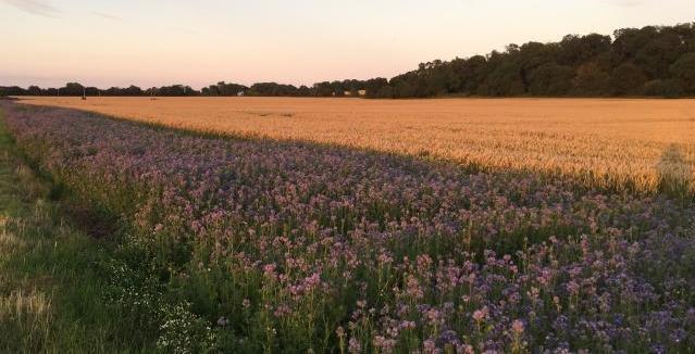 Pollen_and_nectar_field_margen_5539.JPG