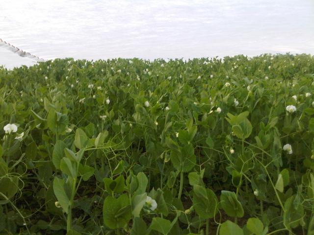 Pulling_Peas.jpg