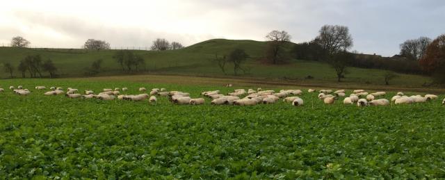 sheep_stubble_turnips.JPG